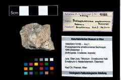 Foto (Objekt + Etikett) von Protosphaeroma ernstbrunnense (Bachmayer, 1949)  (NHMW-GEO-1990-0041-10185)